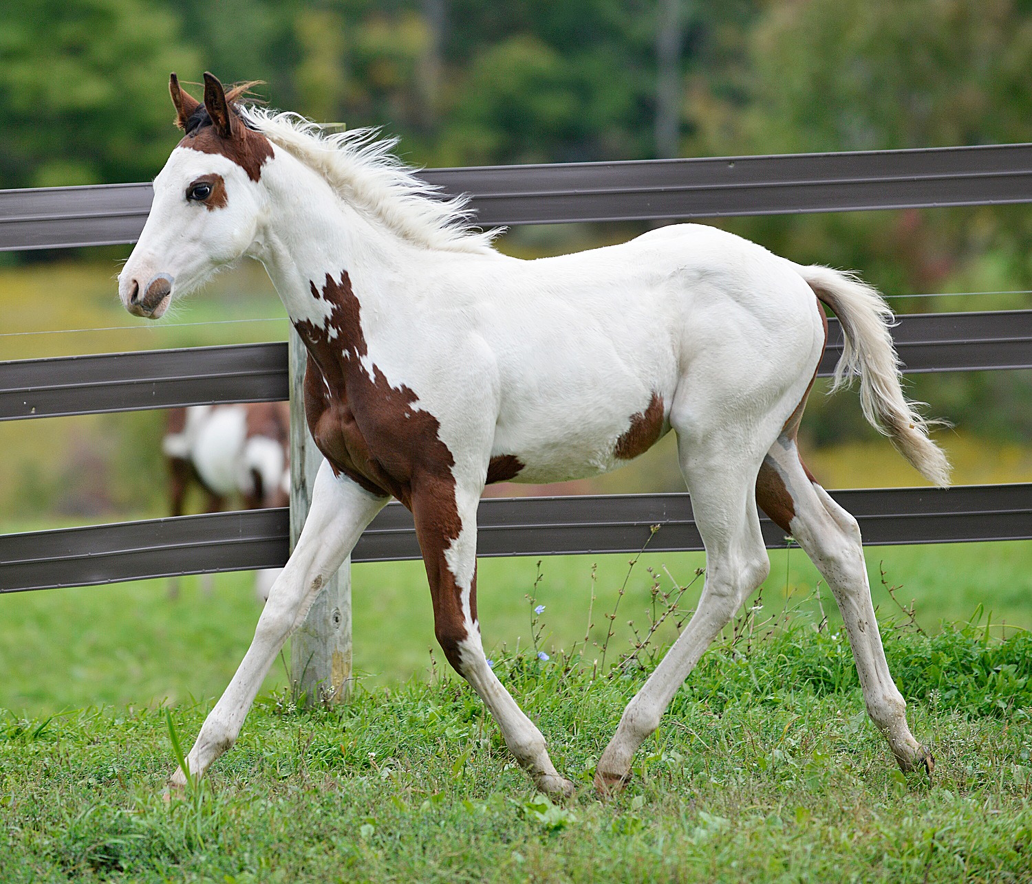 Strait Eclipsed - 2022 APHA Bay Tovero Colt (Thinkin Strait x Laddies Ivanhoe)